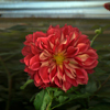 A.C. Temple V